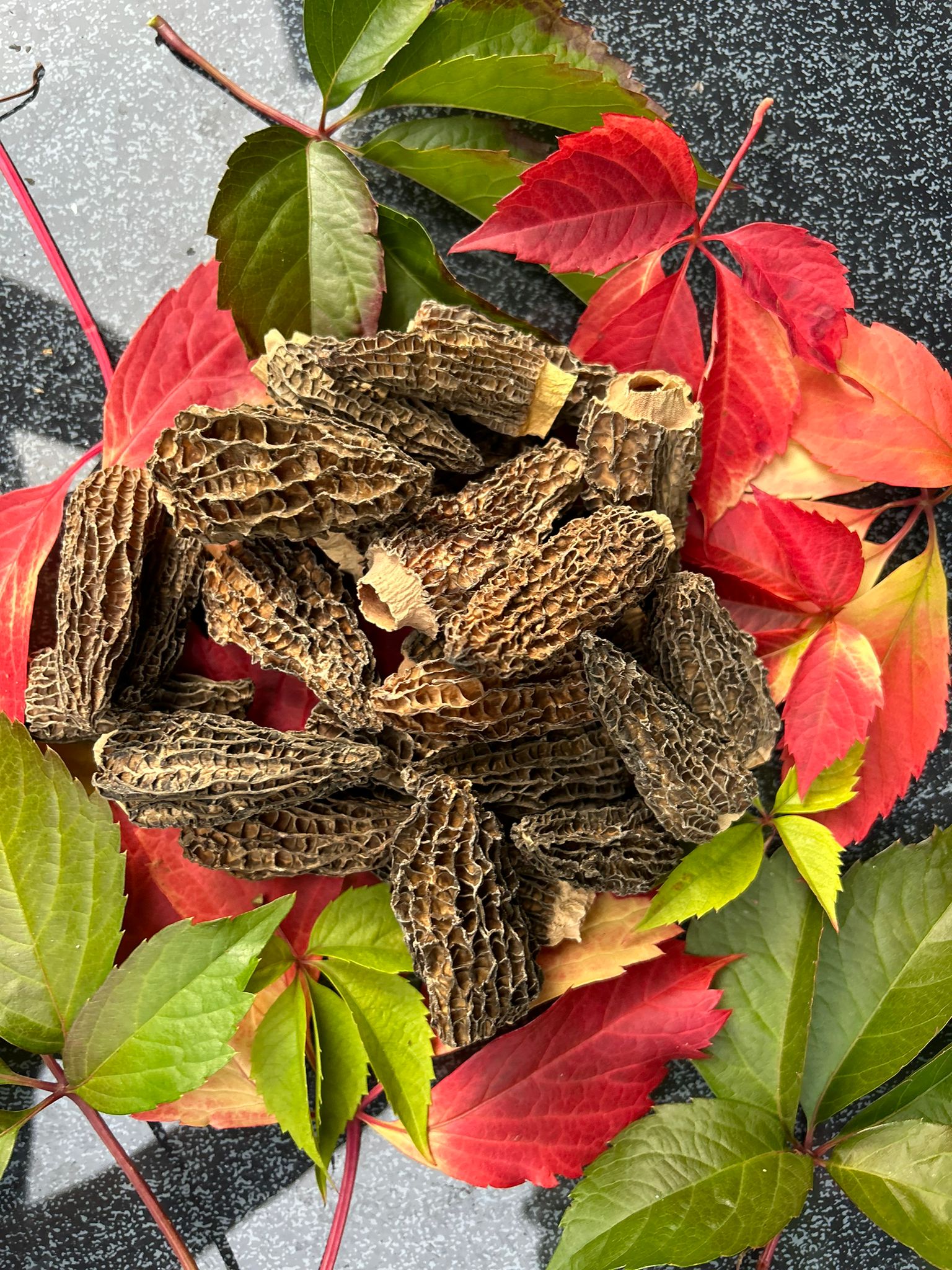 Morilles de culture du Sichuan