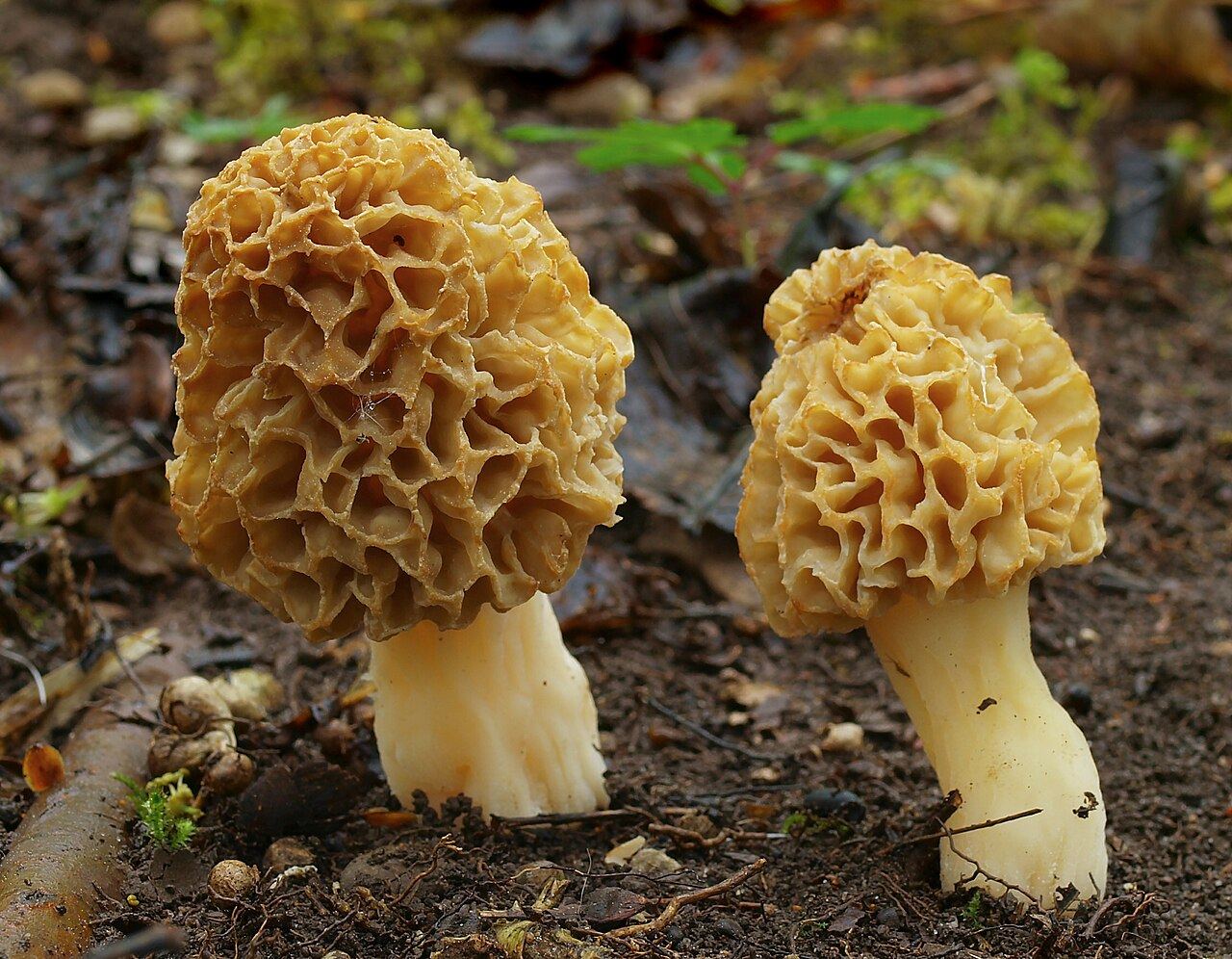 Morchella esculenta (morille ronde)
