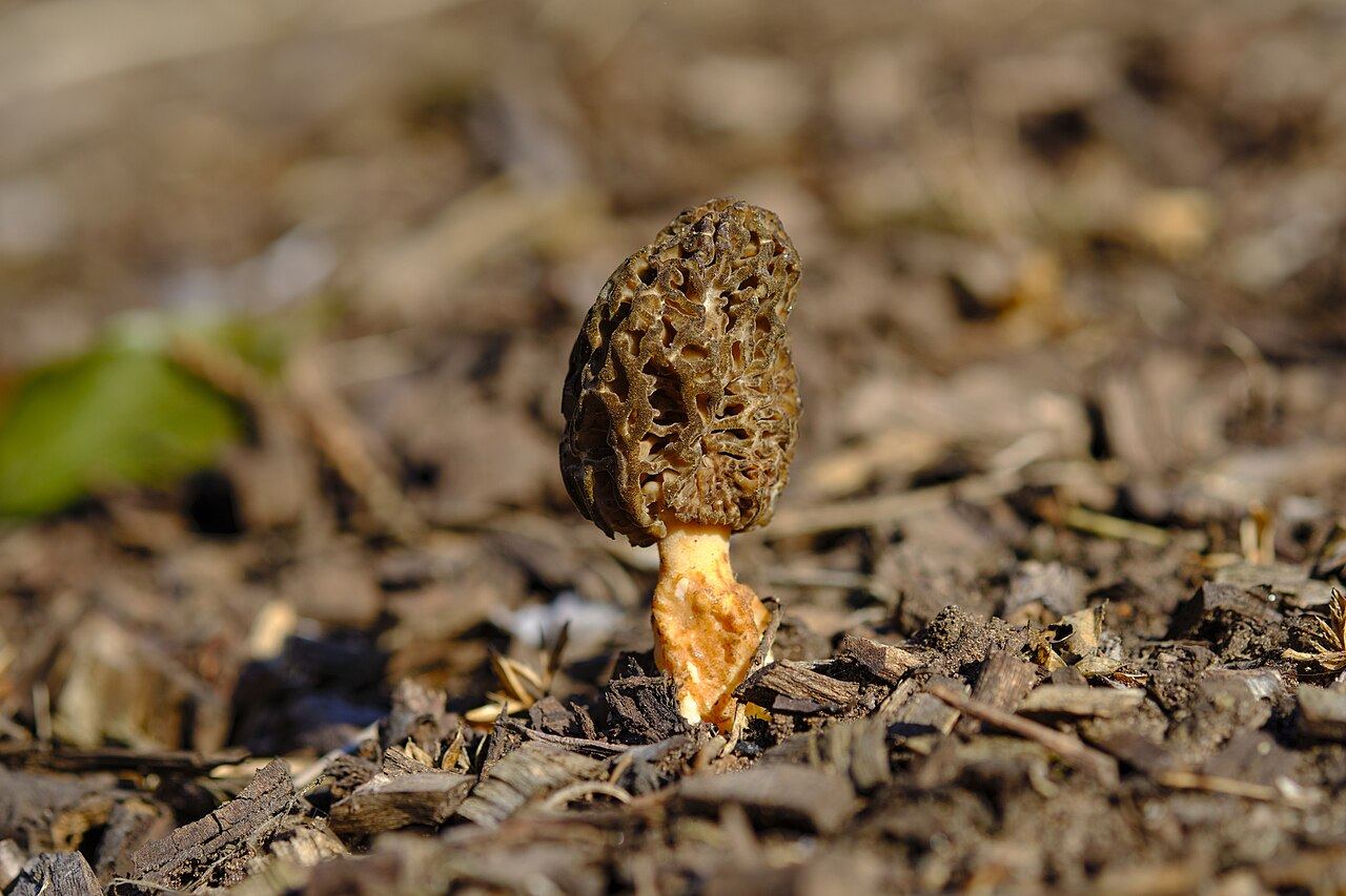 Morchella importuna
