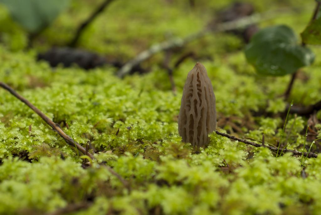 Jeune Black Morel (Morchella elata), Royaume-Uni
