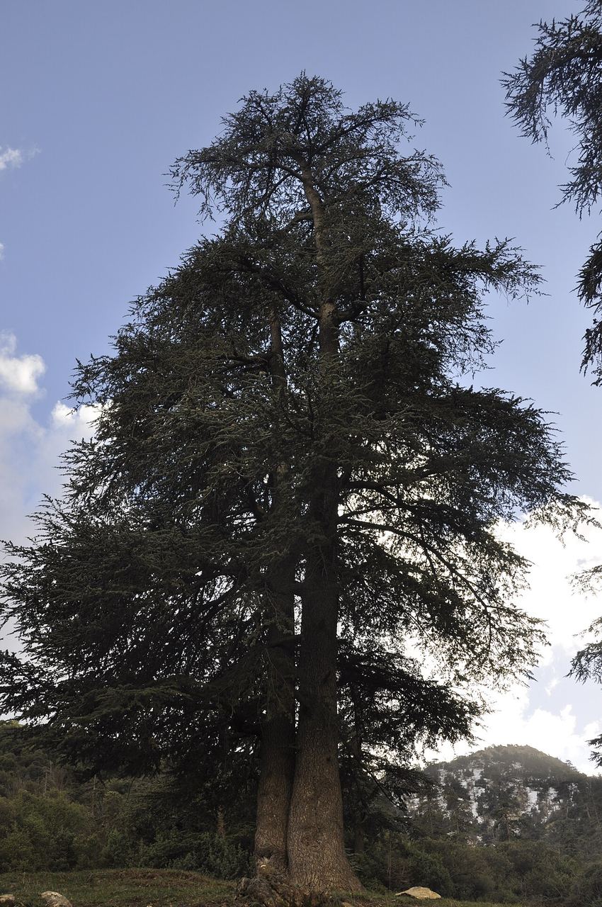 Cèdre de l'Atlas dans le parc national de Belezma, Algérie, illustration des forêts de montagne algériennes où pousse la morille.