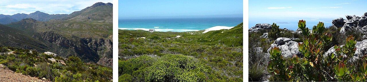 Végétation de fynbos dans la région du Cap, Afrique du Sud, habitat de Morchella capensis.