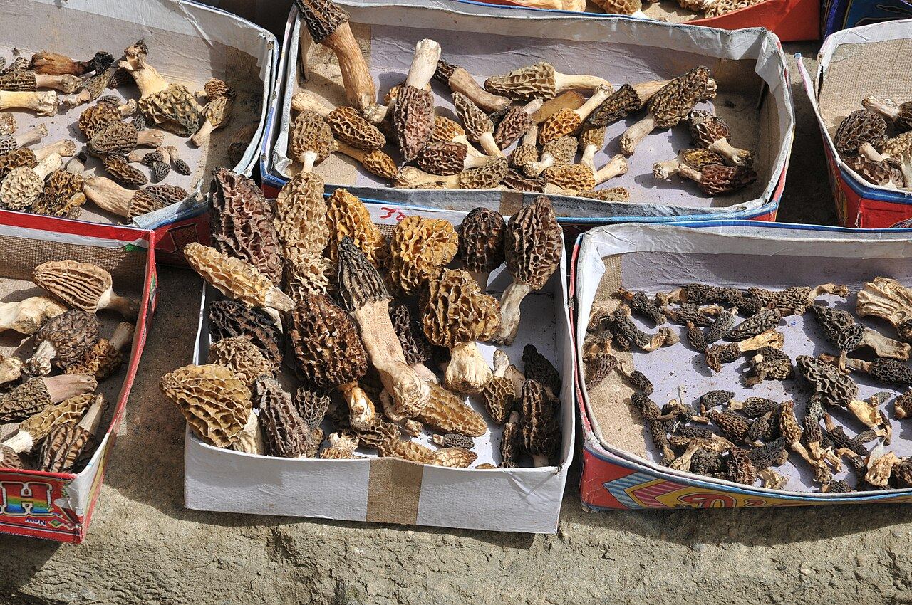 Morilles de la vallée de Swat, Pakistan