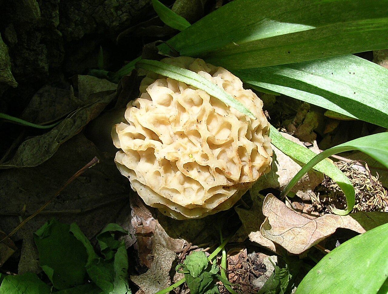 Morchella esculenta
