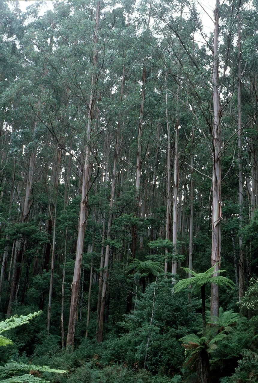 Forêt de Mountain Ash (Eucalyptus regnans) à Black Spur, Victoria, habitat forestier typique de l'État où poussent les morilles australiennes.