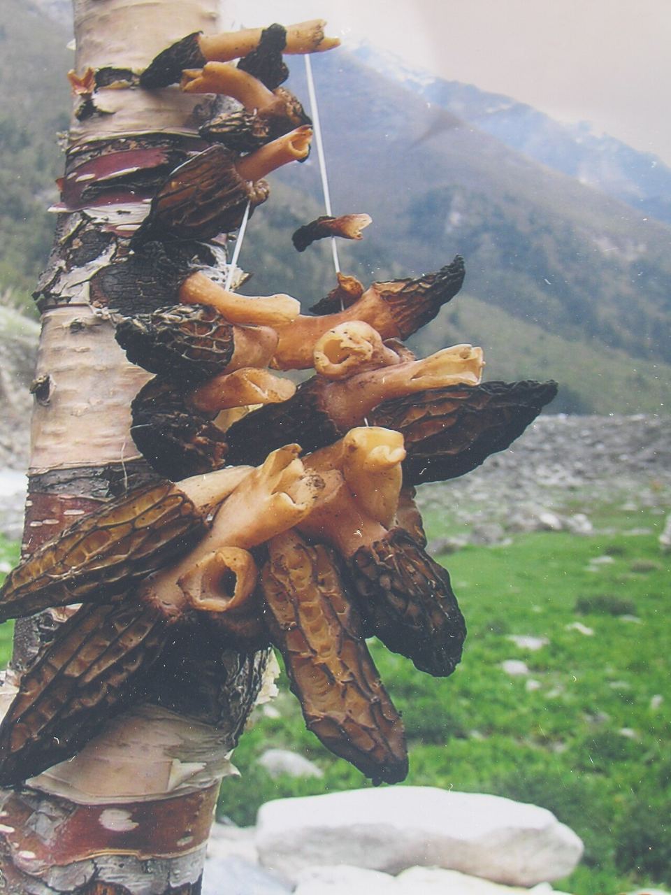 Morilles enfilées et séchées à l'air libre à Humla, Népal