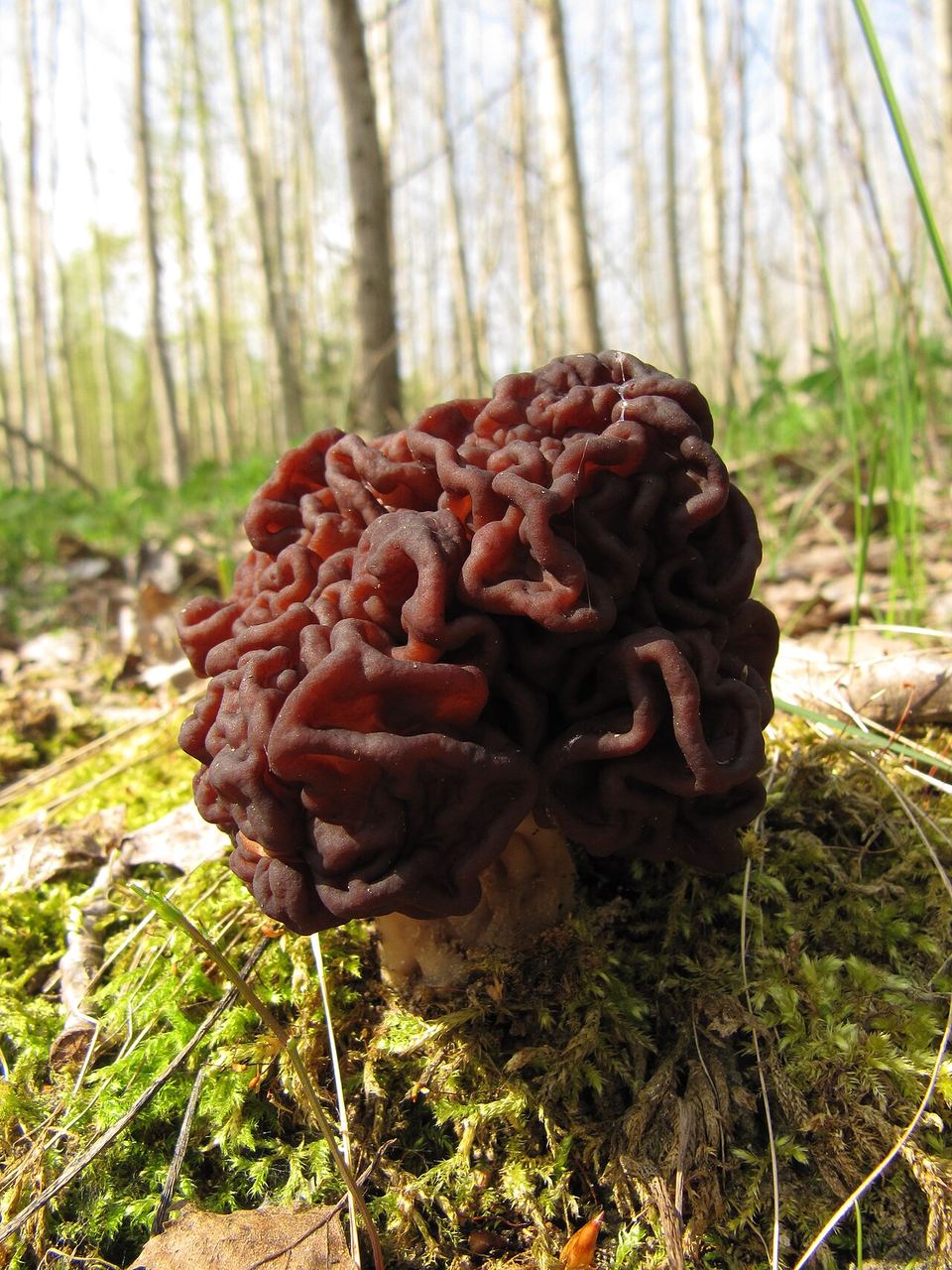 Gyromitra esculenta (korvasieni / fausse morille) — illustration du risque de confusion