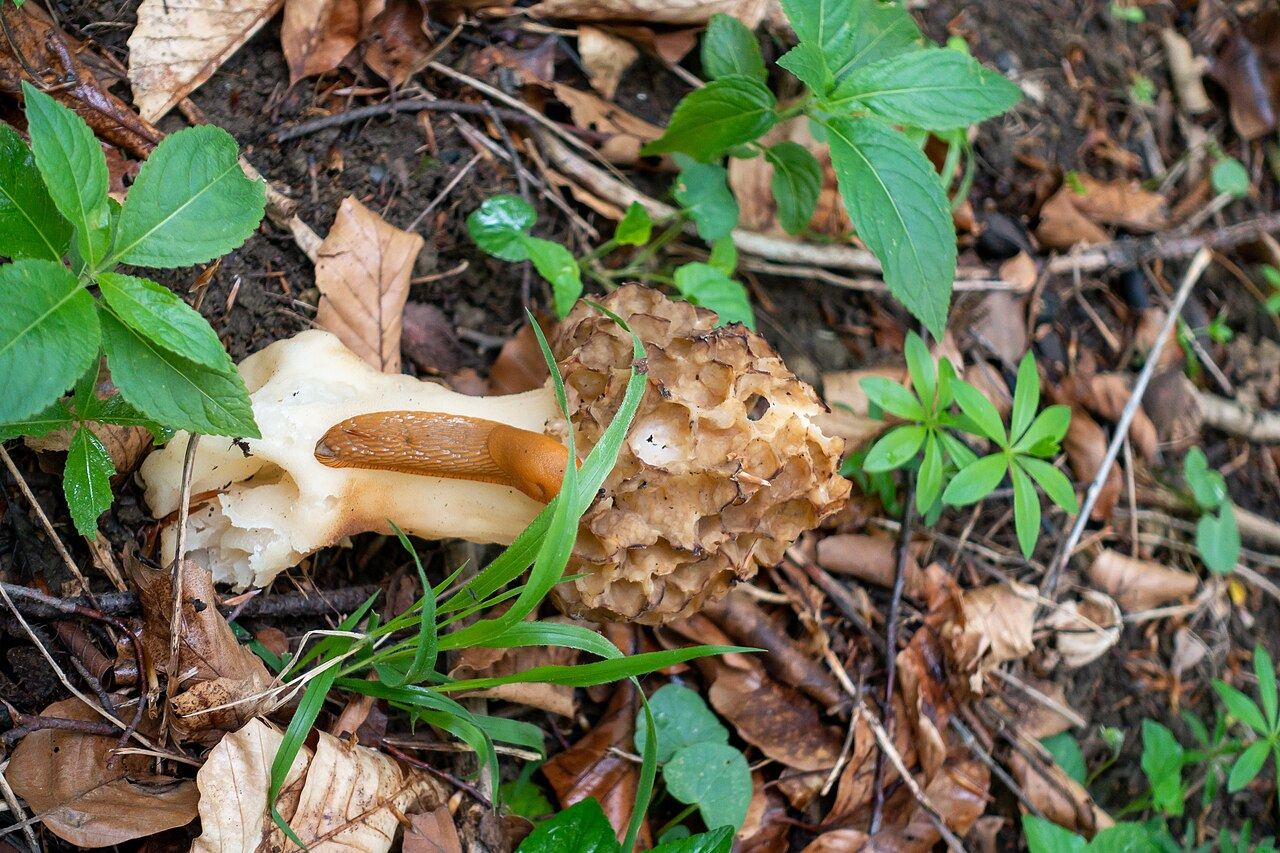 Habitat de morille en Allemagne (Horn-Bad Meinberg)