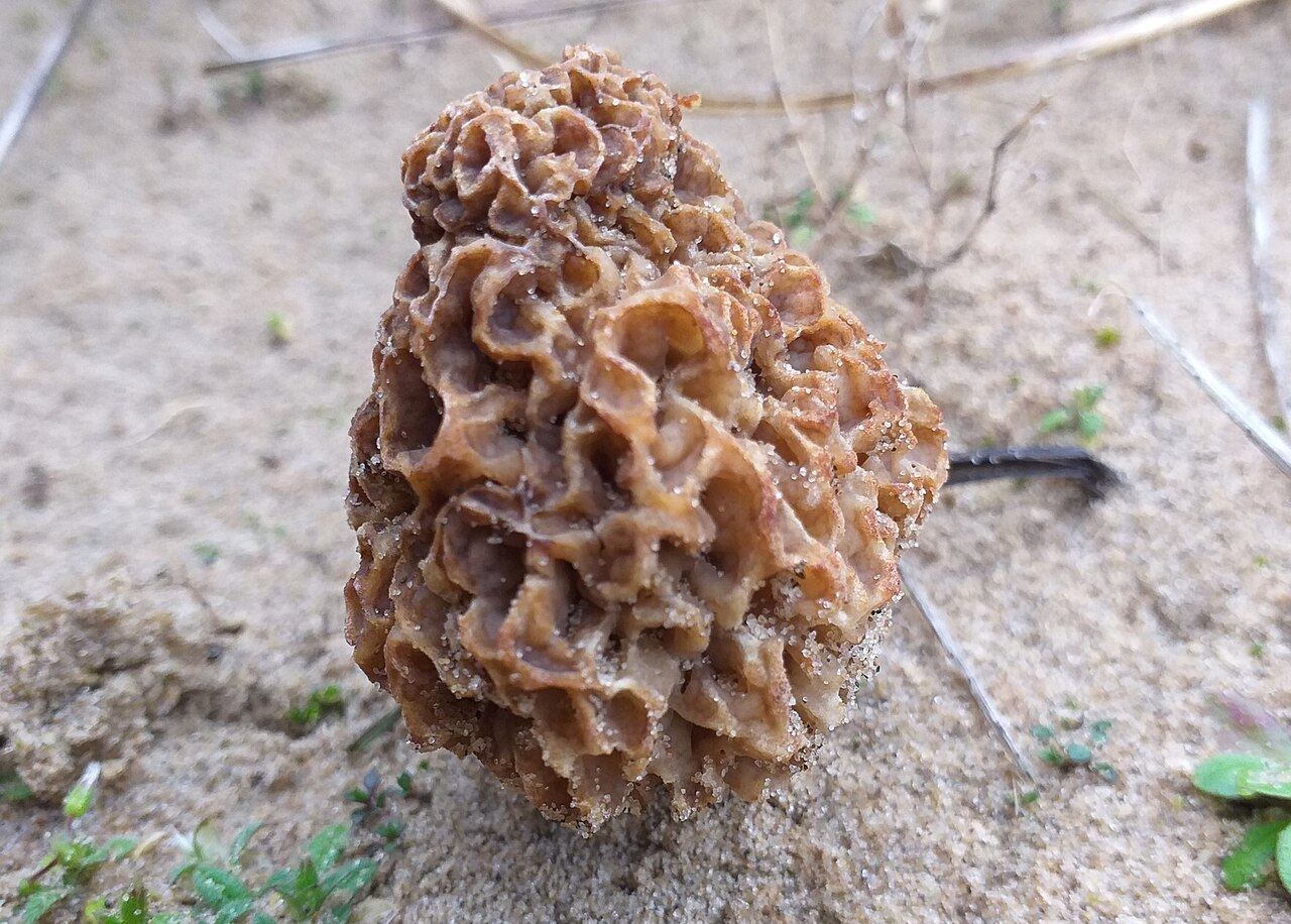 Morchella dunensis sur sable