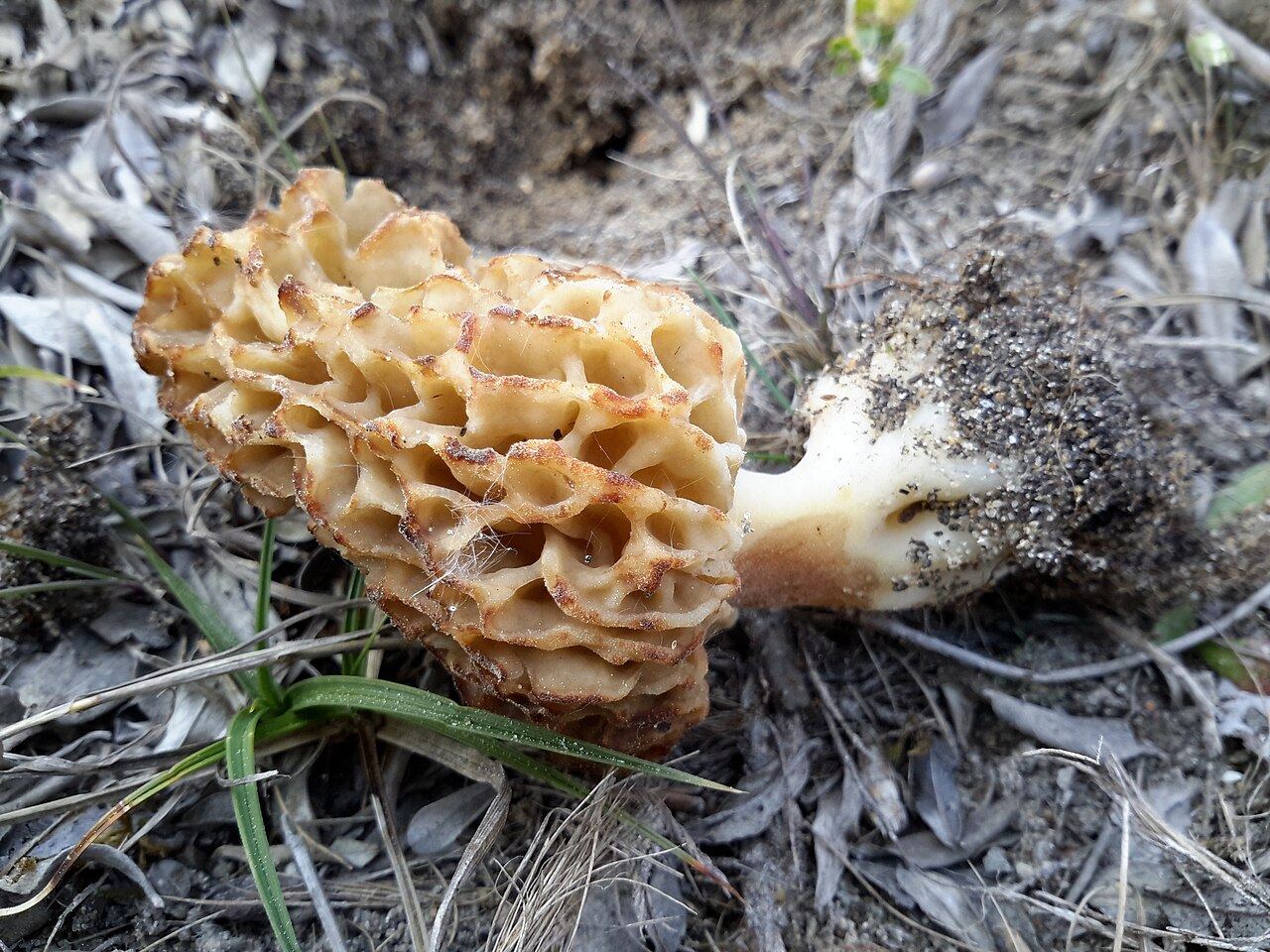 Morchella dunensis