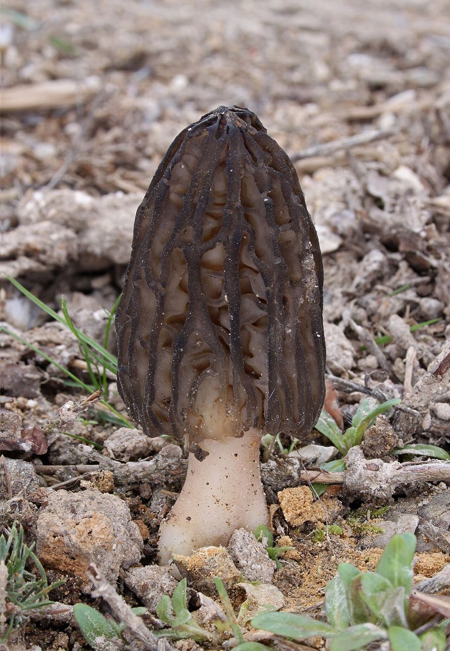 Morchella conica (morille conique)