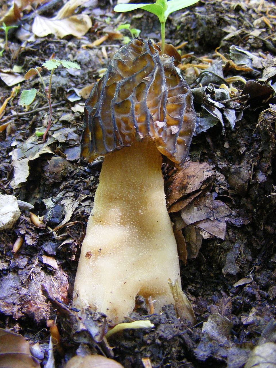 Morchella esculenta