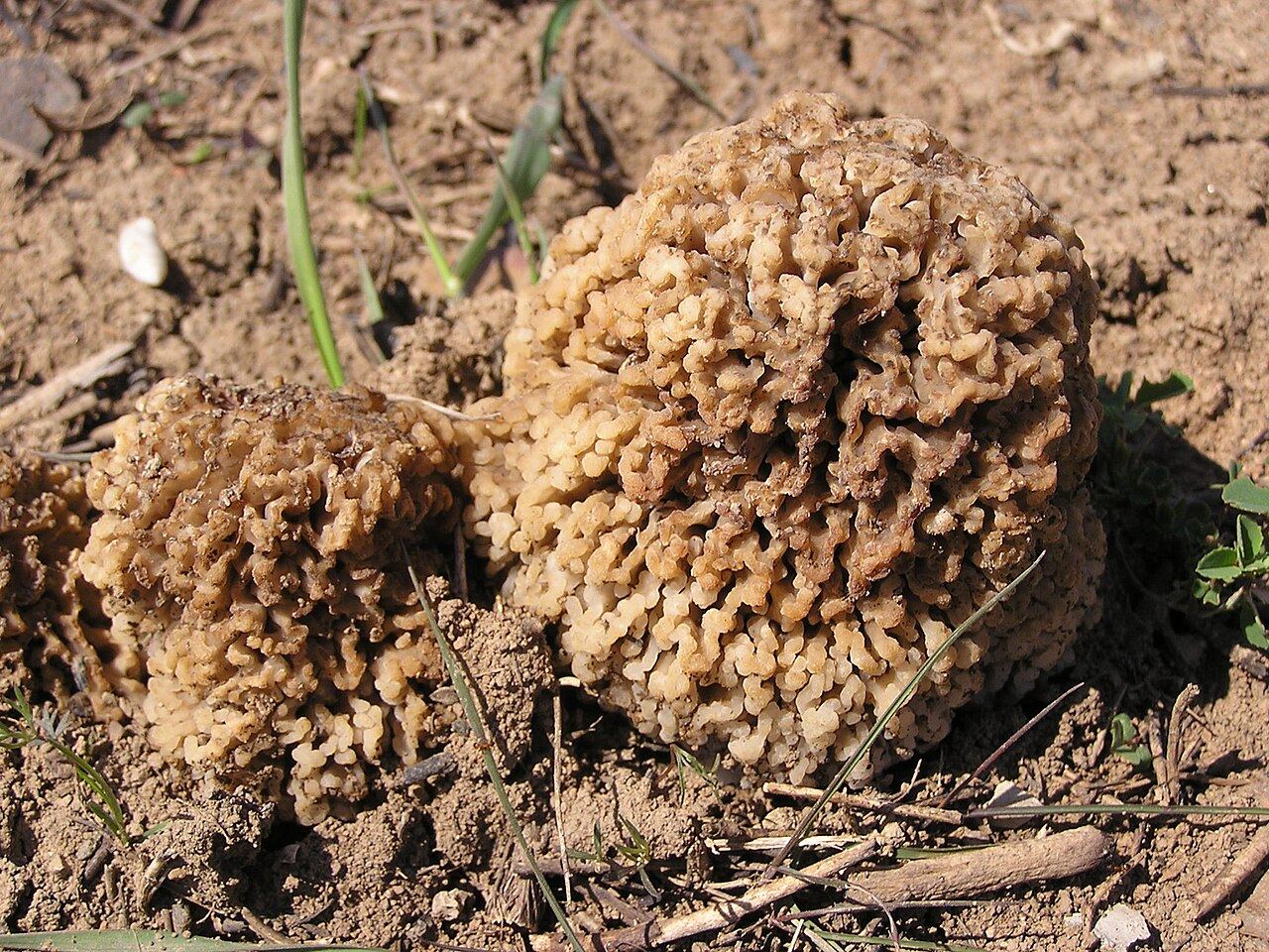 Morchella steppicola observée à Donetsk