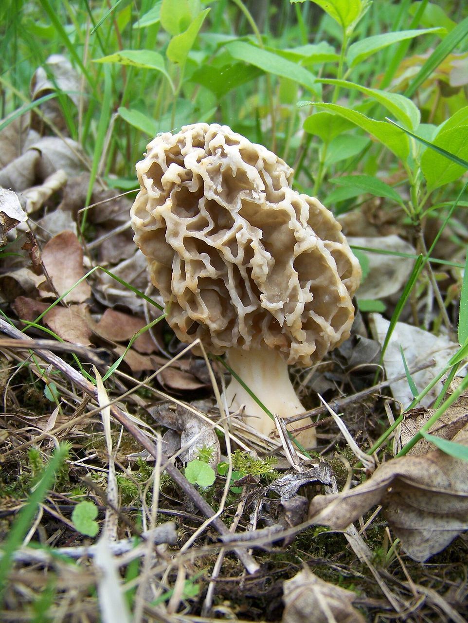 Morille jaune (Morchella esculenta), type proche de celui cueilli dans le Wisconsin