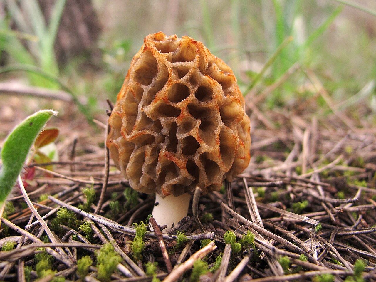 Photographie illustrative de Morchella sp. sans localisation précise.