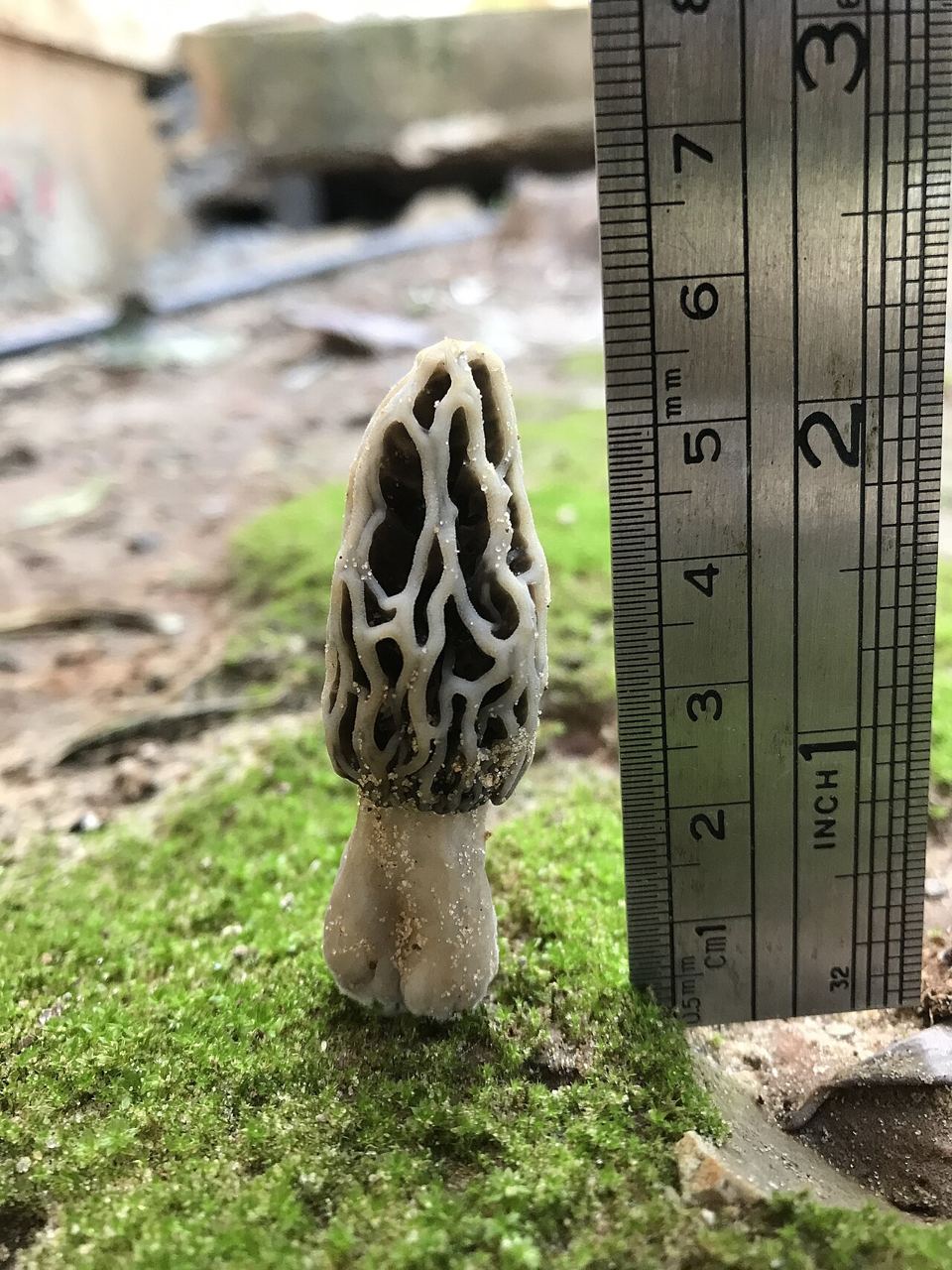 Morille dans un jardin de Ben Shemen, Israël, en février
