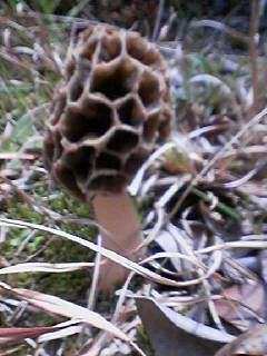 Morille trouvée dans un jardin à Iga, préfecture de Mie, Japon