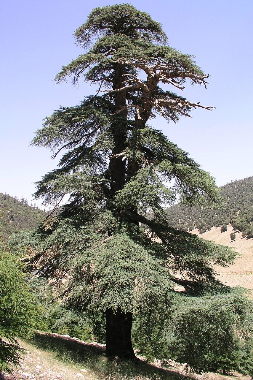Vieux cèdre de l'Atlas (Cedrus atlantica) près d'Azrou, Moyen Atlas marocain, essence forestière associée à la morille.