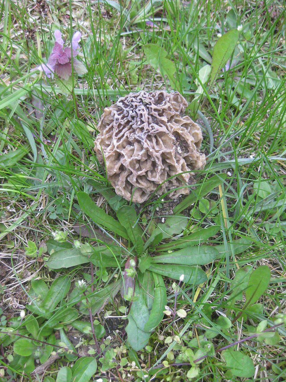 Speise-Morchel (Morchella esculenta) dans une pelouse, Allemagne