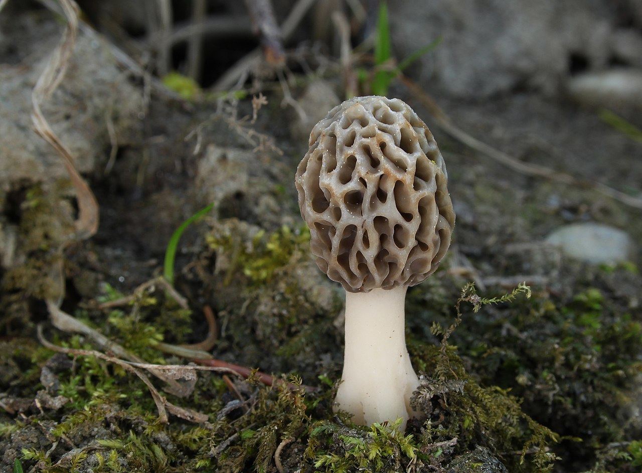 Morchella esculenta, photo générique, même espèce présente en Suède