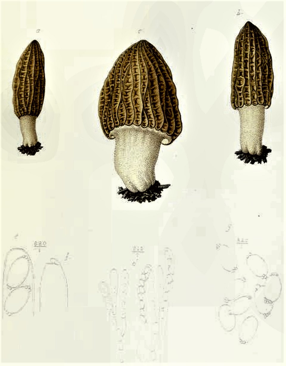 Planche d'Émile Boudier, 1910 : Morchella eximia
