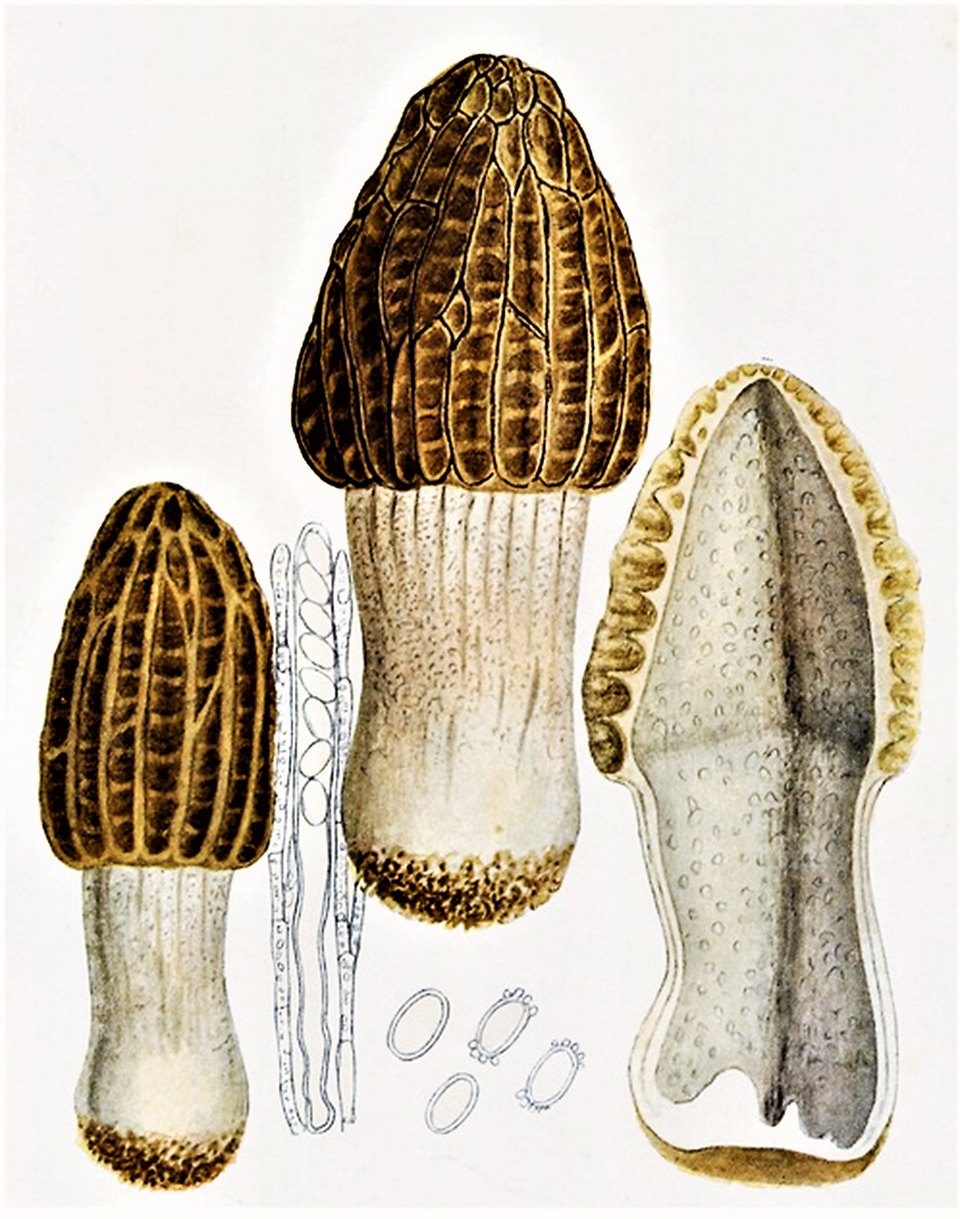 Planche de Giacomo Bresadola : Morchella elata