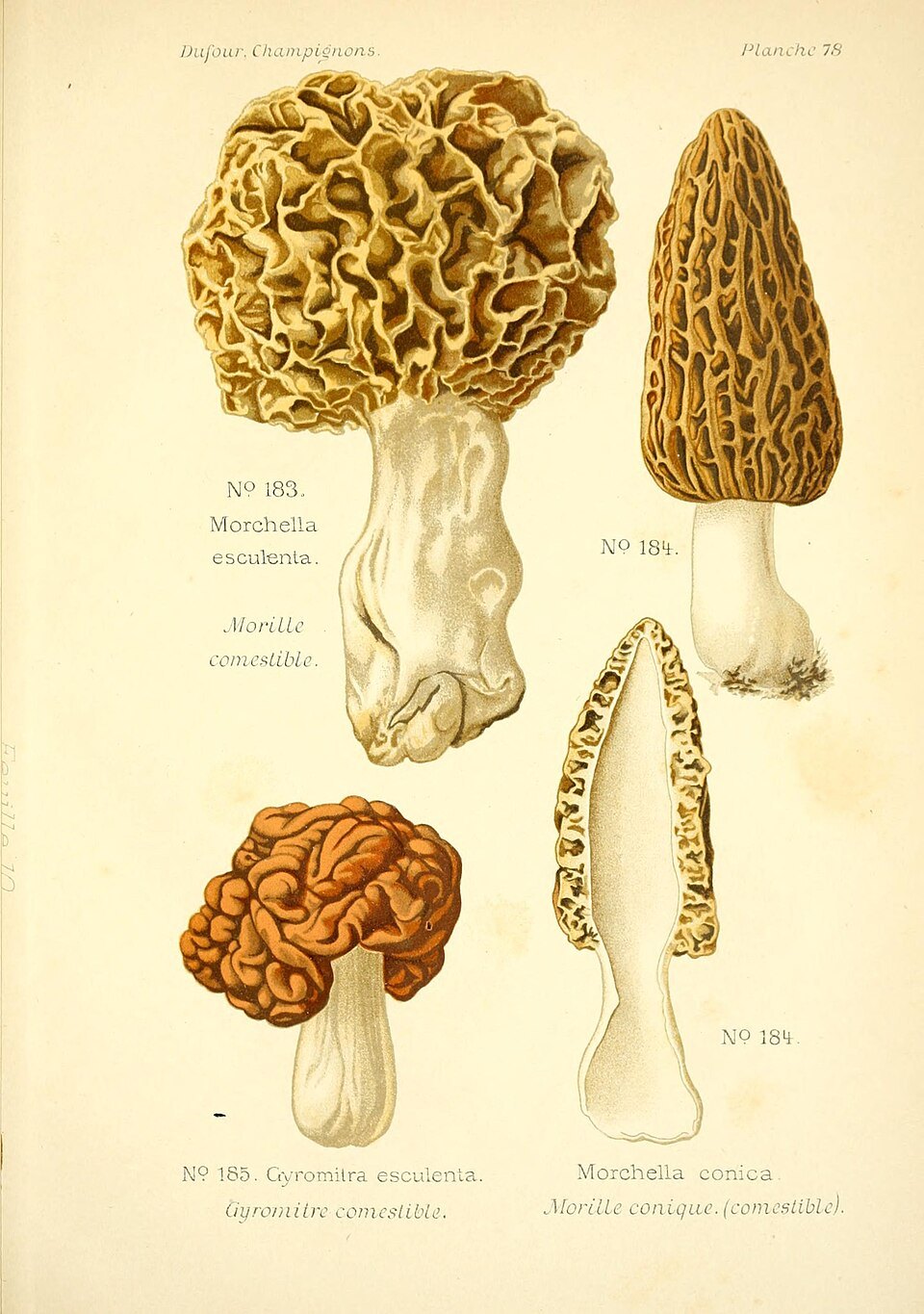 Planche de Léon Dufour, 1891 : morilles et gyromitre