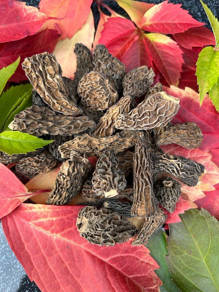 Morilles sauvages de l'Himalaya