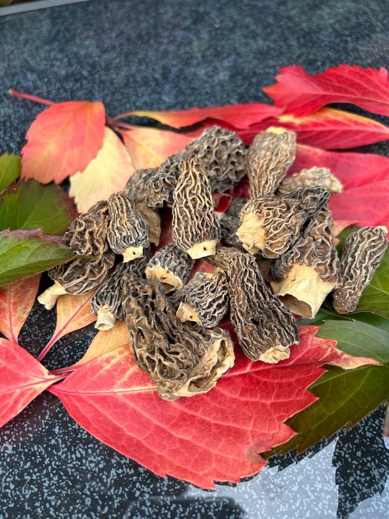 Morilles sauvages d'Anatolie